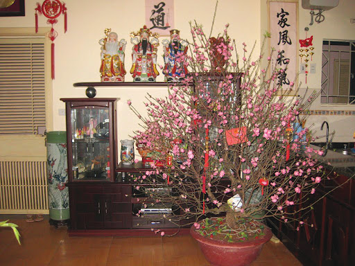 Cây cảnh – trang trí cho ngôi nhà thêm sắc Xuân
