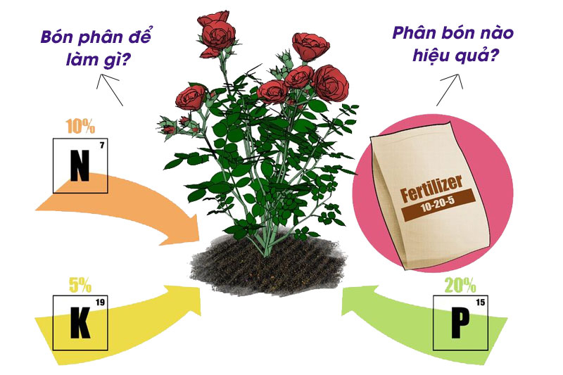 Dùng phân Kali - Cách làm cành hoa đào nở nhanh nhất